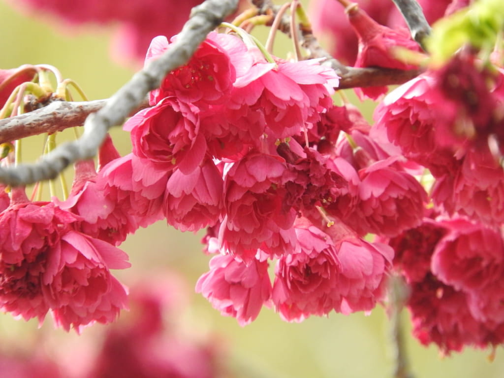 桜
