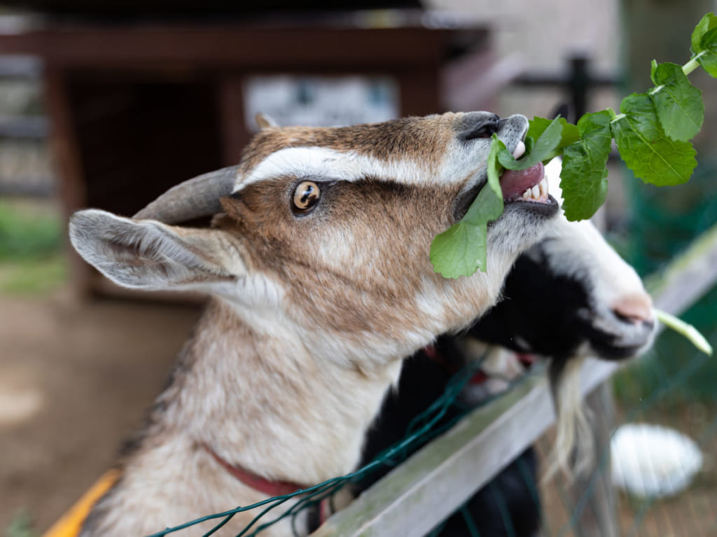 動物