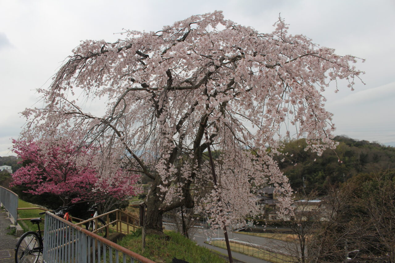 miikenotakizakurasakura