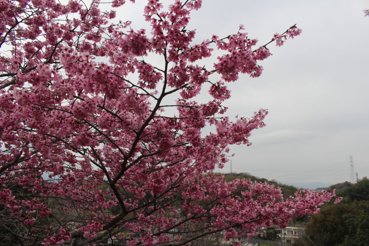 miikenotakizakurasakura