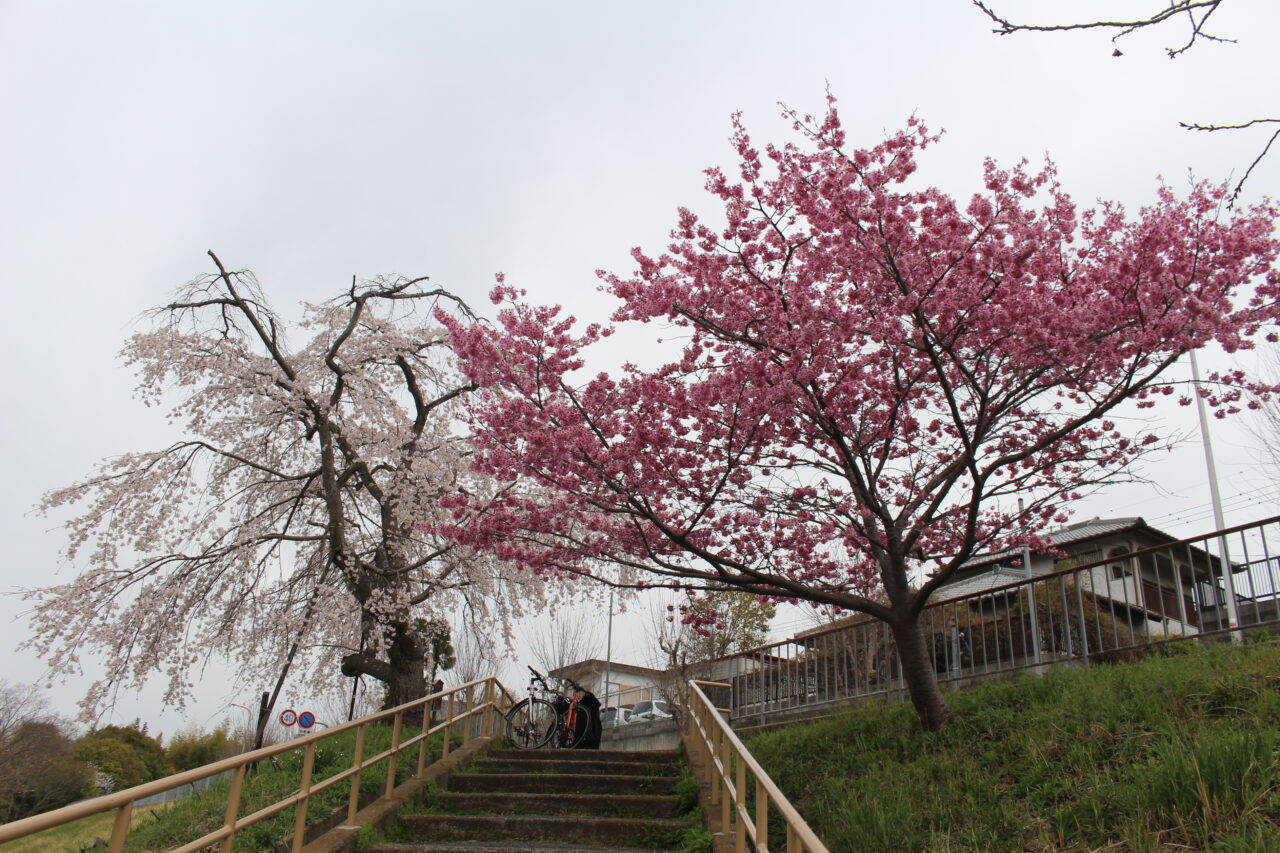 miikenotakizakurasakura