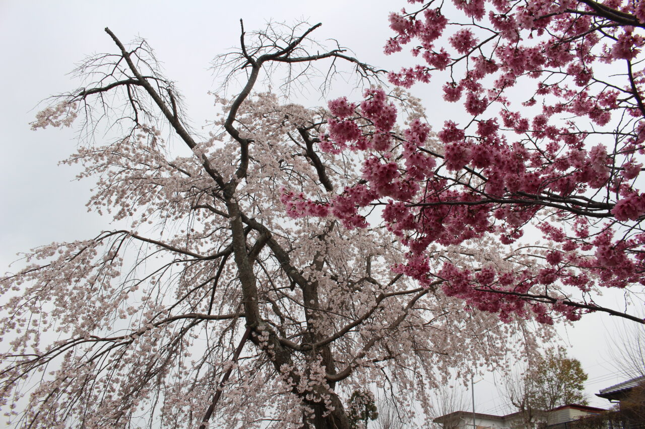 miikenotakizakurasakura