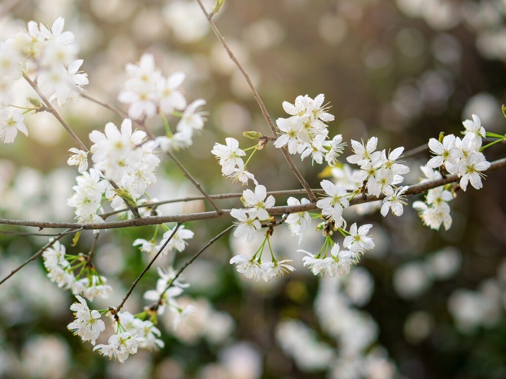 flowerhana