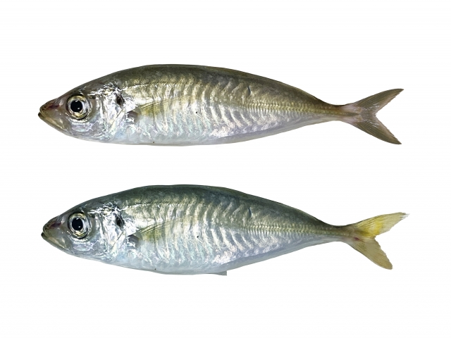 sakanaaji