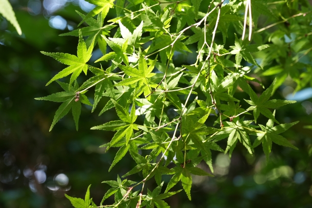momiji